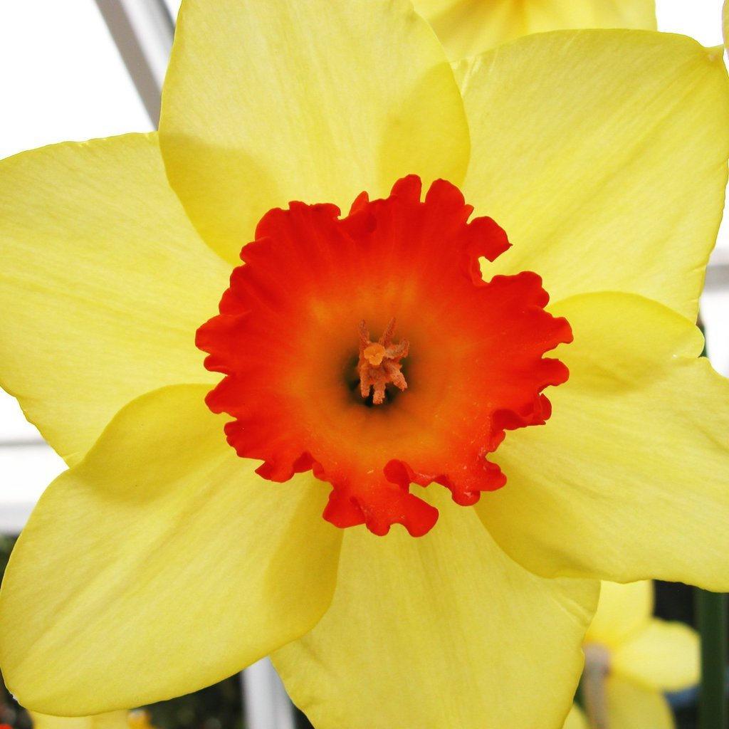 Smith College Spring Bulb Show (xxxv)
