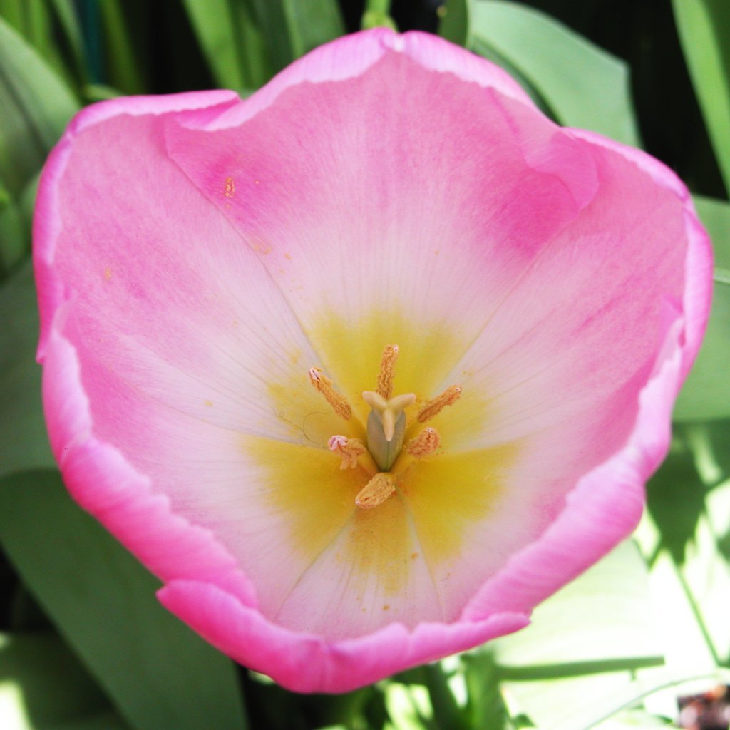 Smith College Spring Bulb Show (xxxviii)