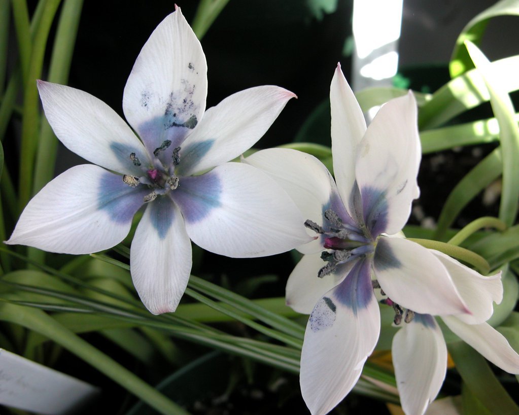 Smith College Spring Bulb Show (xxxix)