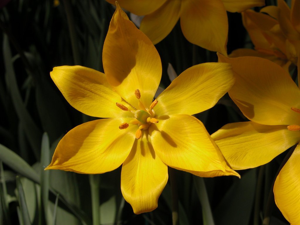 Smith College Spring Bulb Show (xl)