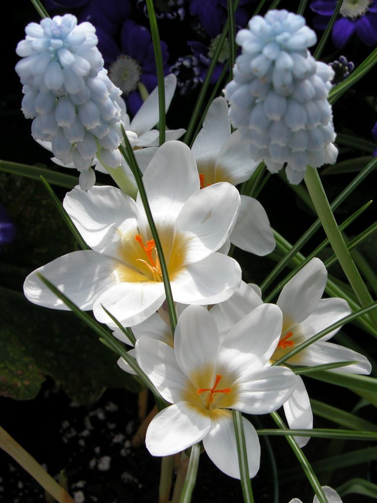Smith College Spring Bulb Show (xli)