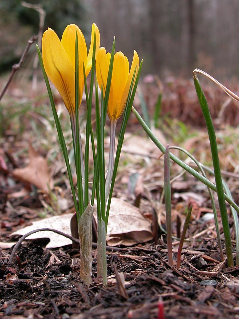 Yellow crocus