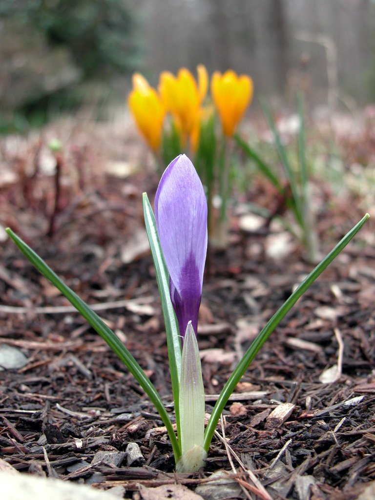 Purple crocus