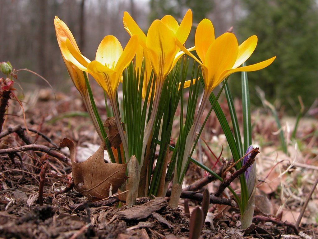 Yellow crocus II