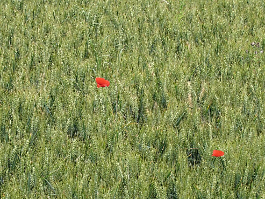 Poppies