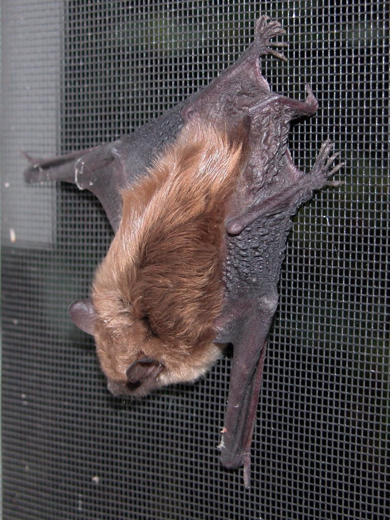 Brown bat in window