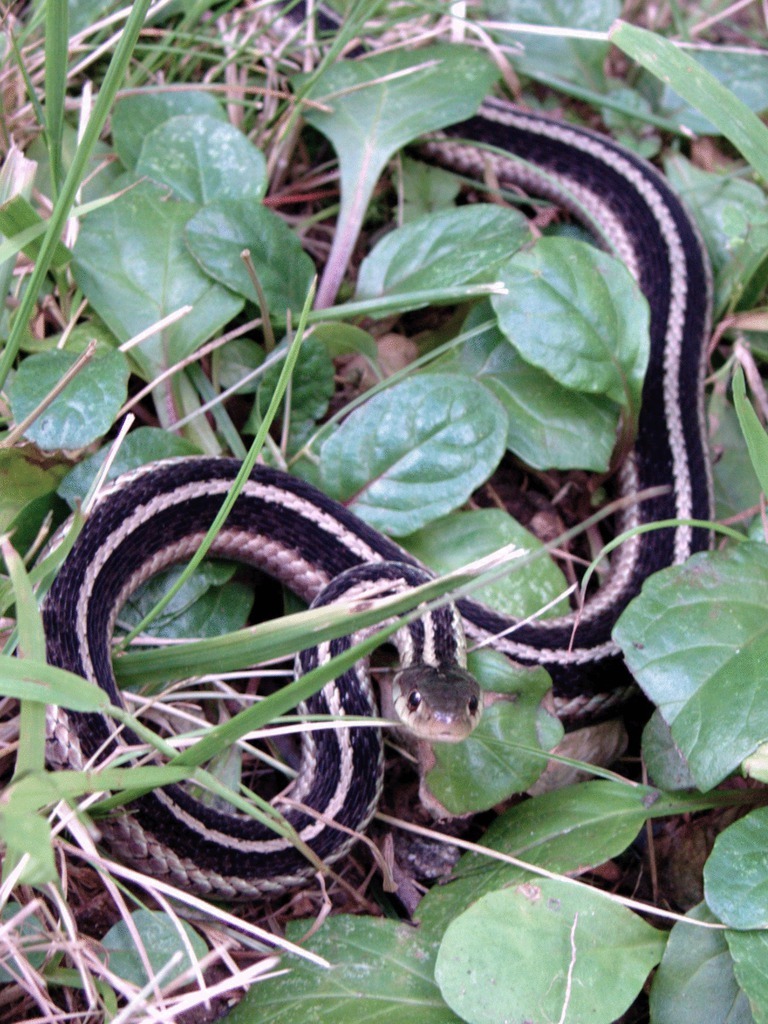 Snake in the grass