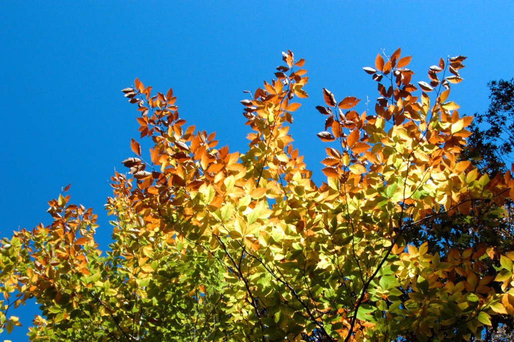 Autumn color