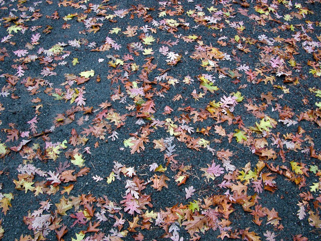 Leaves