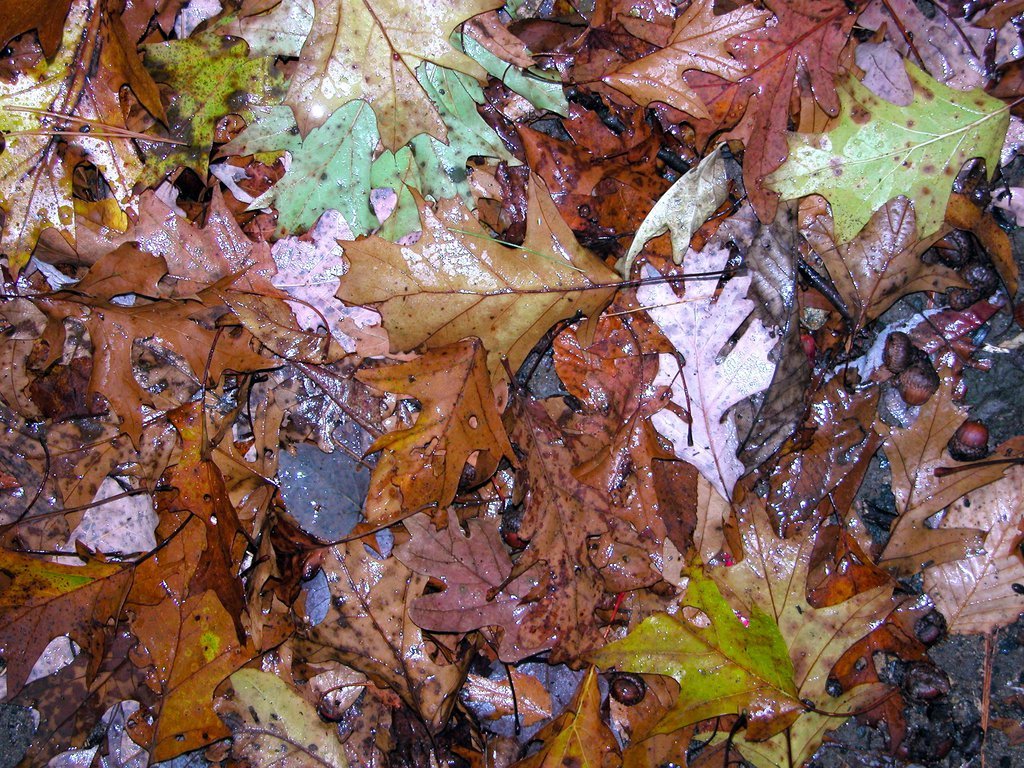 Leaves