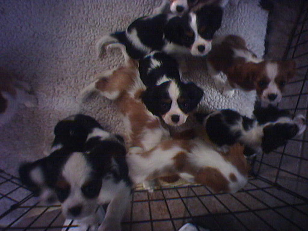 Puppies
