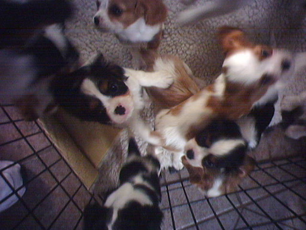 More puppies