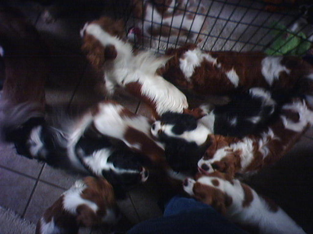 Yet more puppies