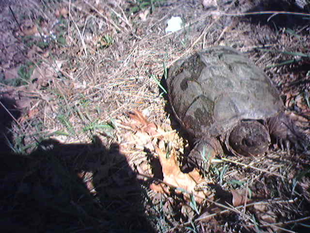 Snapper