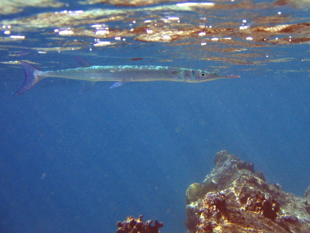 FIsh