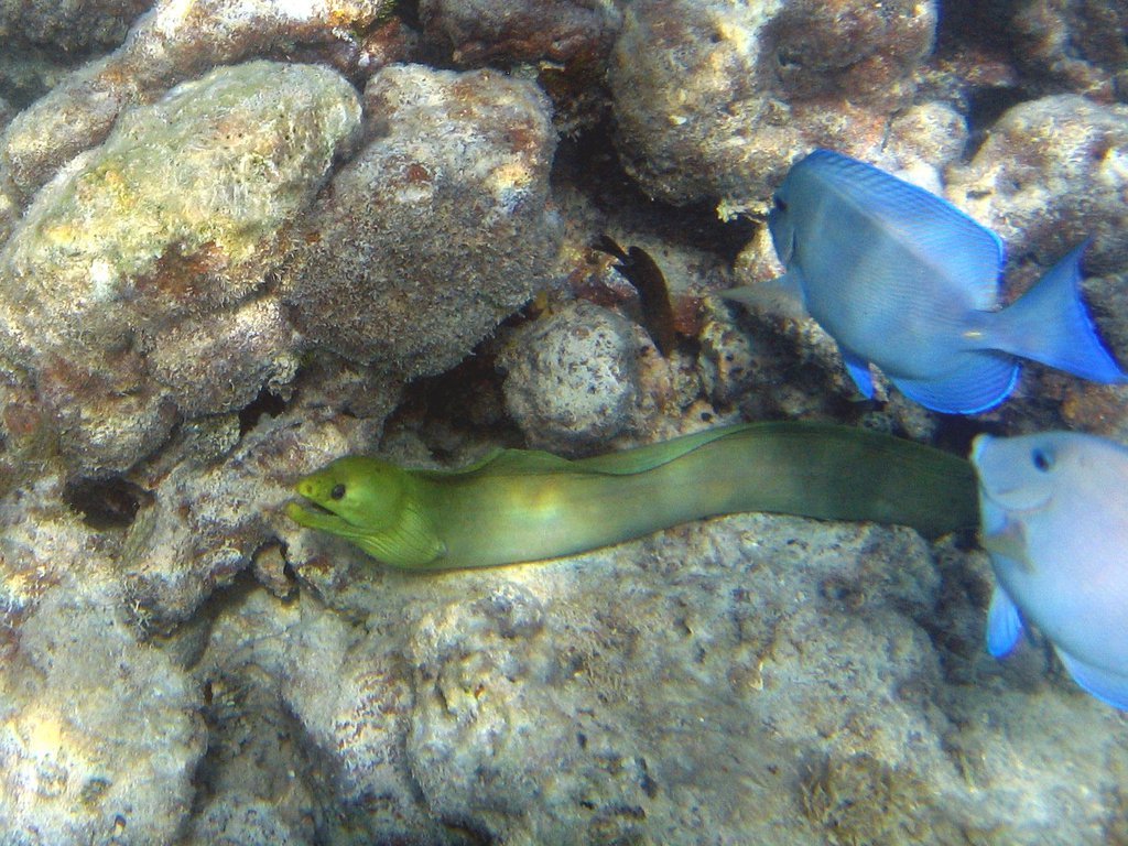 Eel