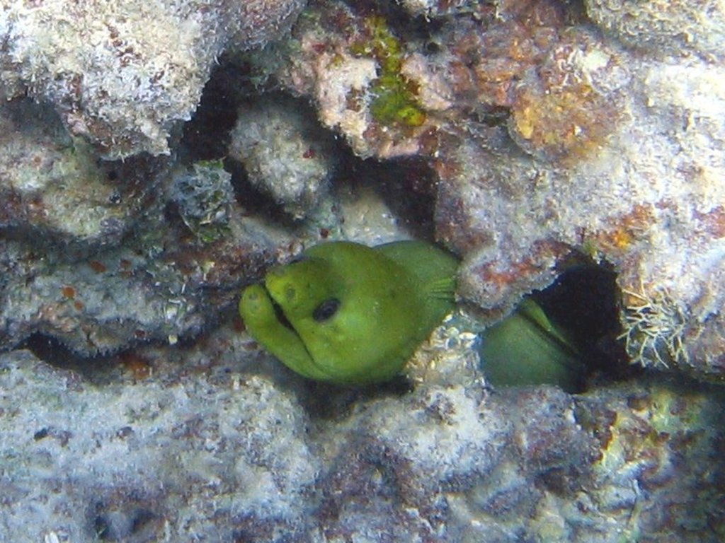 Eel