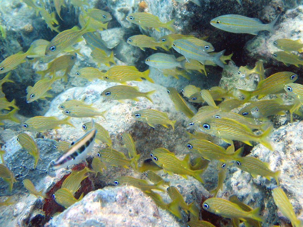 Juvenile fish