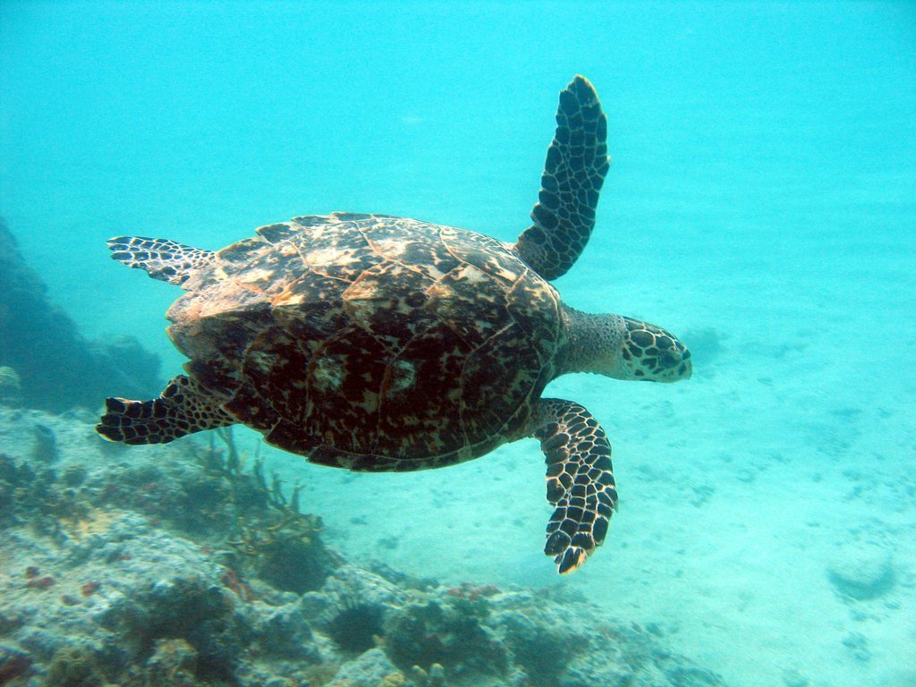 Sea turtle