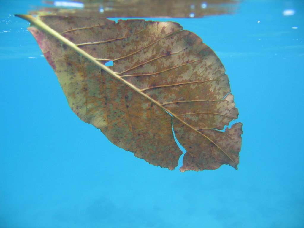 Leaf