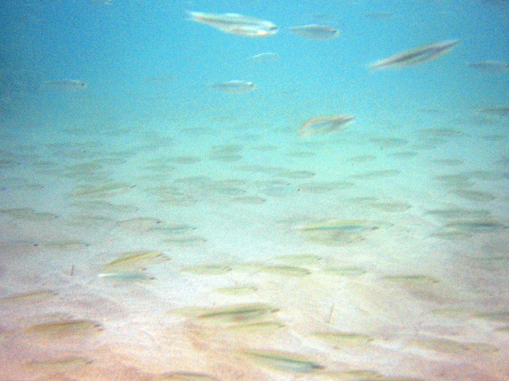 Pelican food