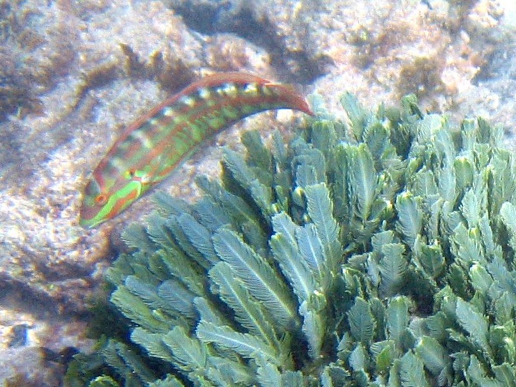 Fish