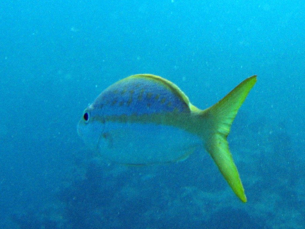 Fish