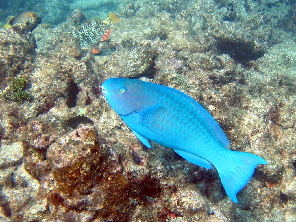 Parrot fish