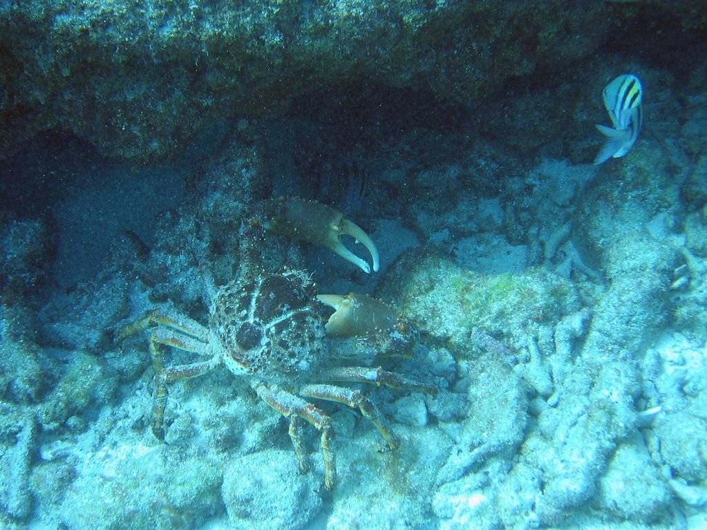 Crab