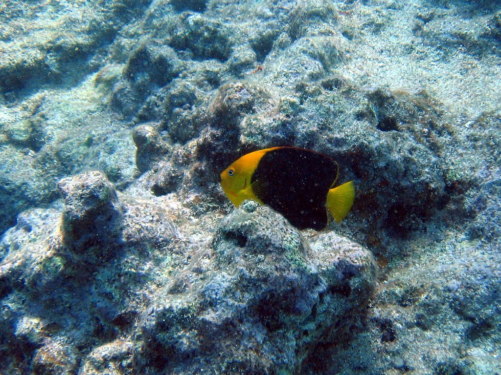 Angel fish