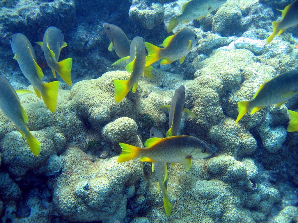Fish