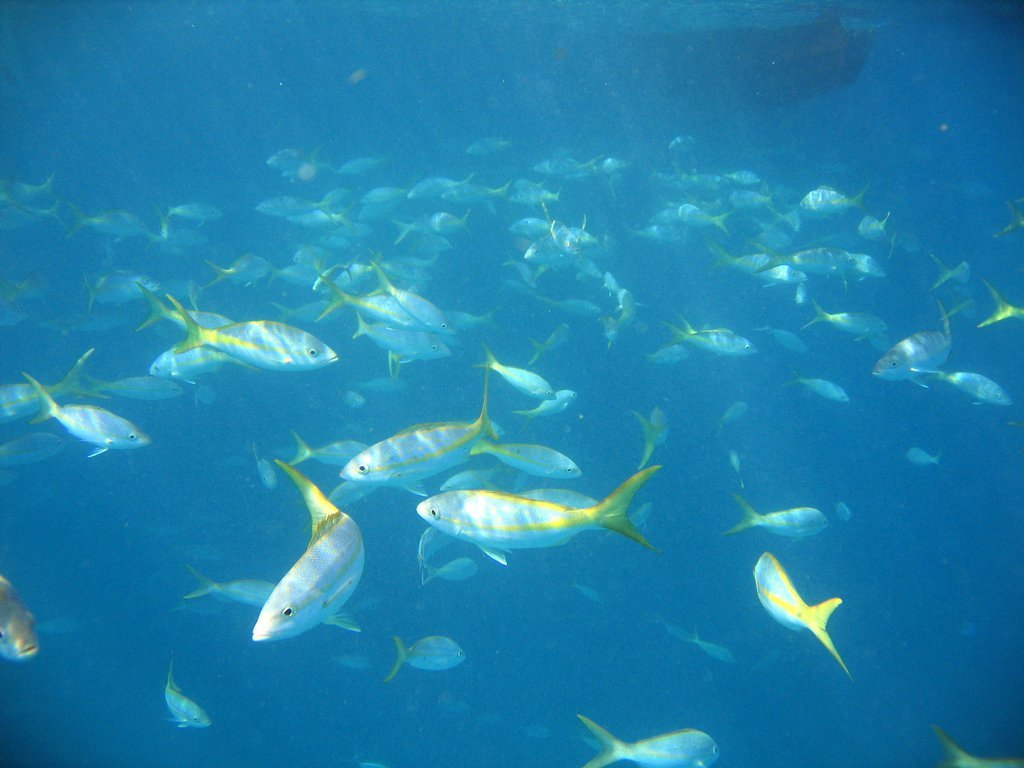 Yellowtail chummed