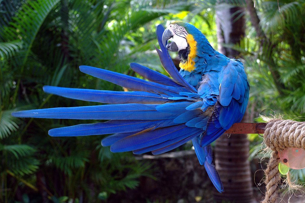 Parrot