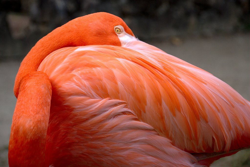 Flamingo
