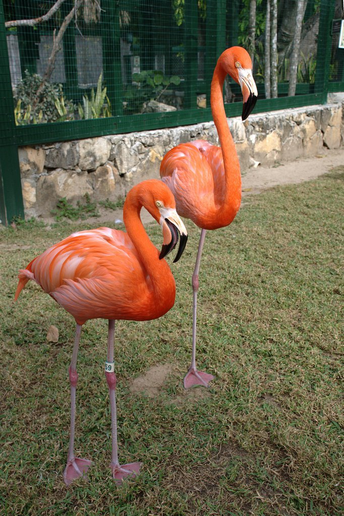 Flamingos