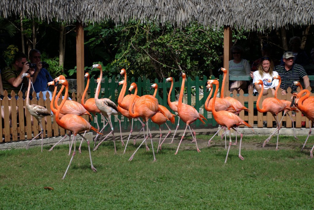 Trained flamingos