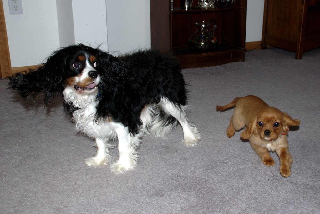 Becket runs circles around Ralphie