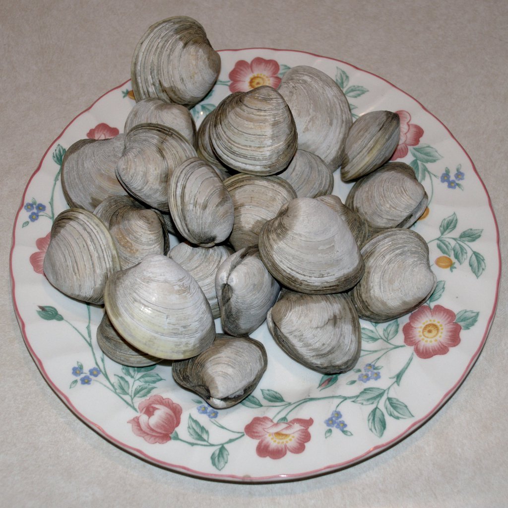 Clams
