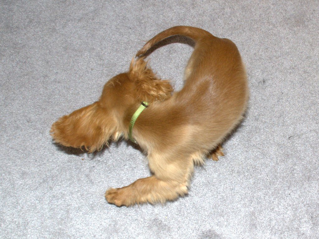 Puppy chases tail, laughter at 11