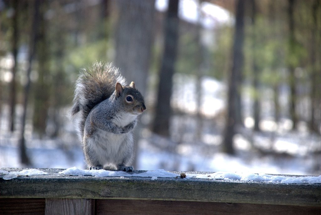 Squirrel on the deck