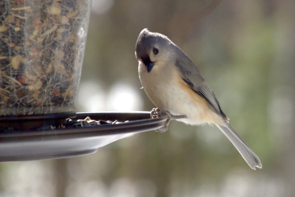 Tufted titmouse