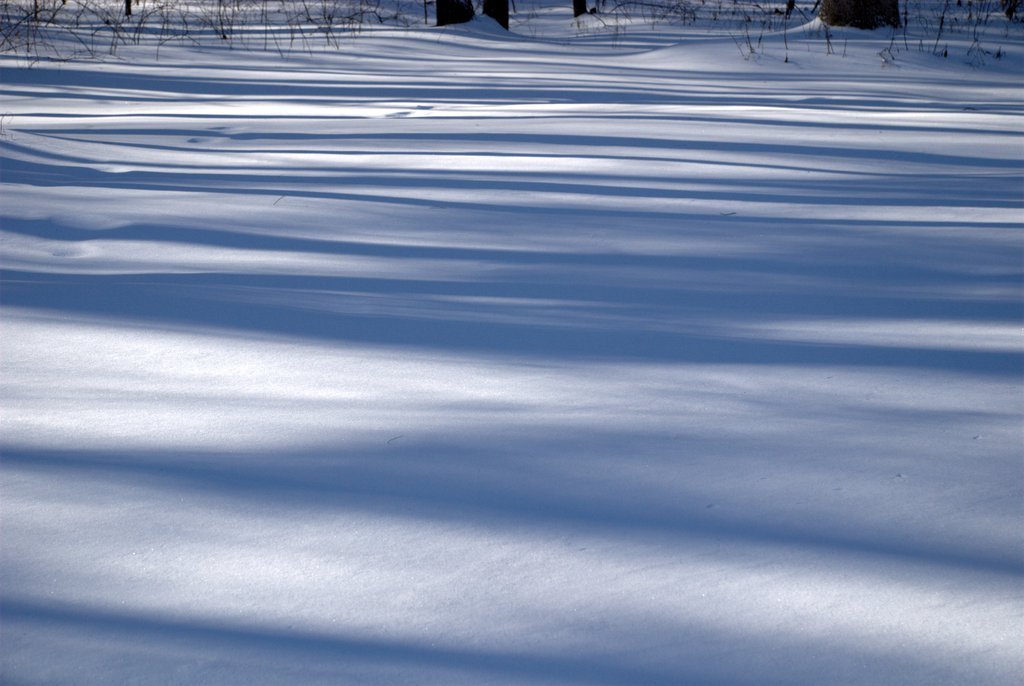 Winter grays