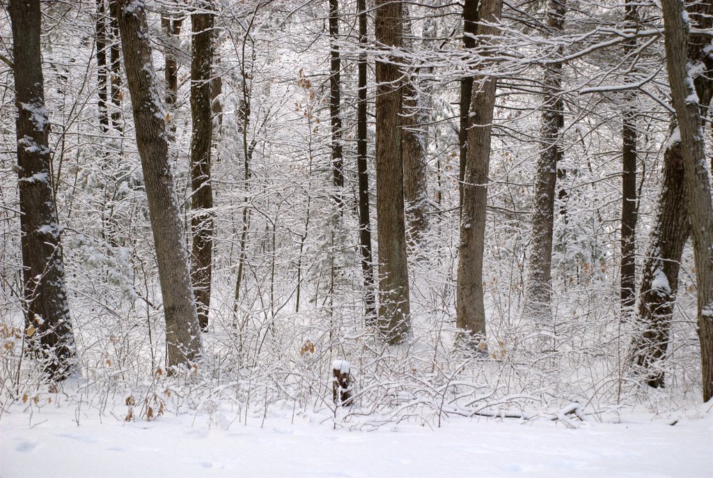 Winter forest