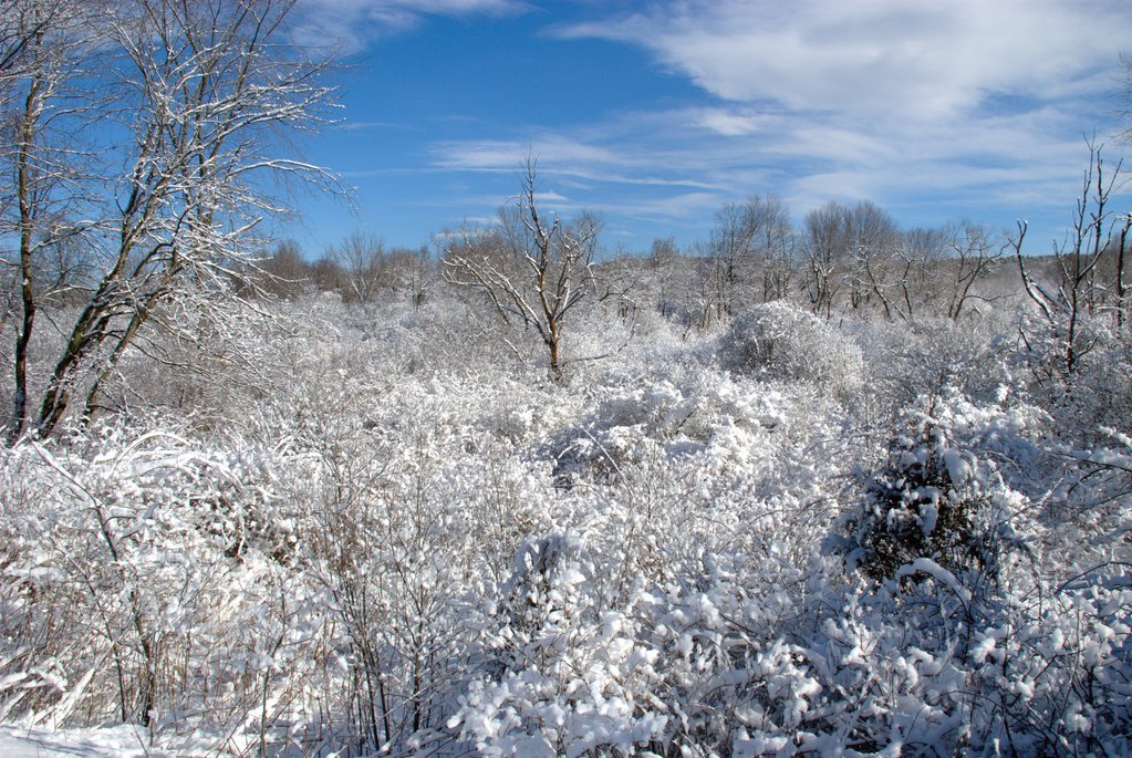 Winter landscape
