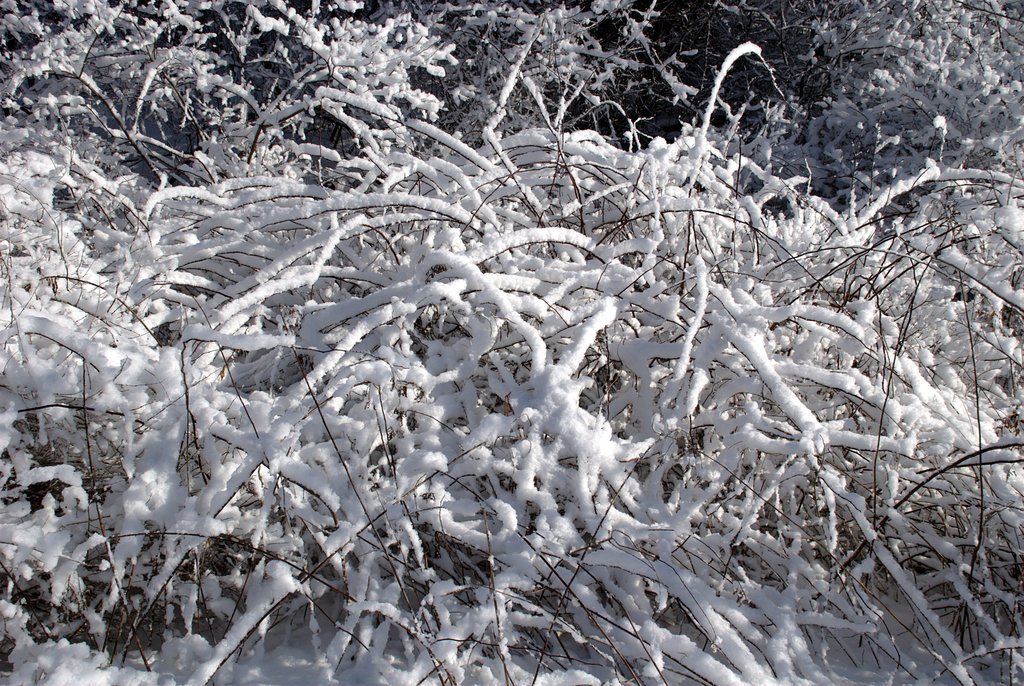 Winter brambles