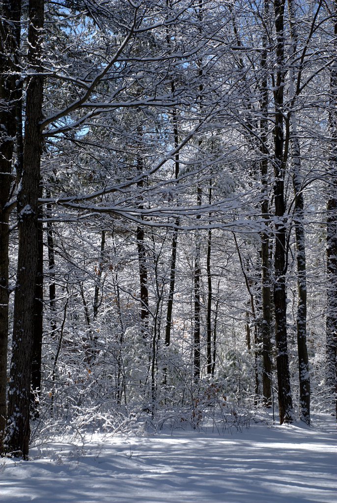 Winter forest