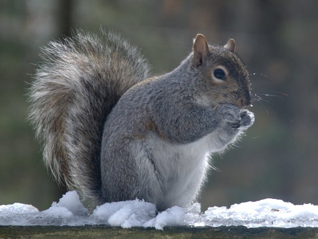 Squirrel