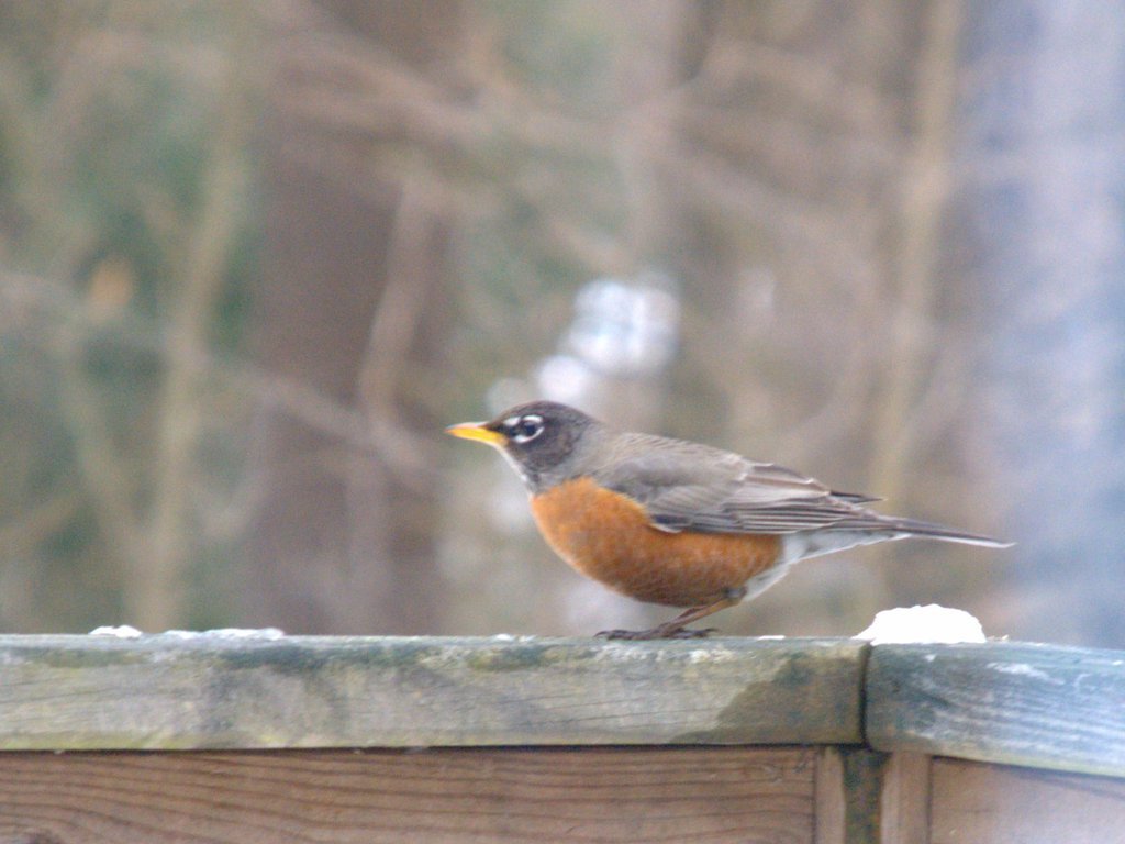 Robin