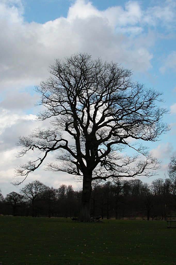Trees in silhouette