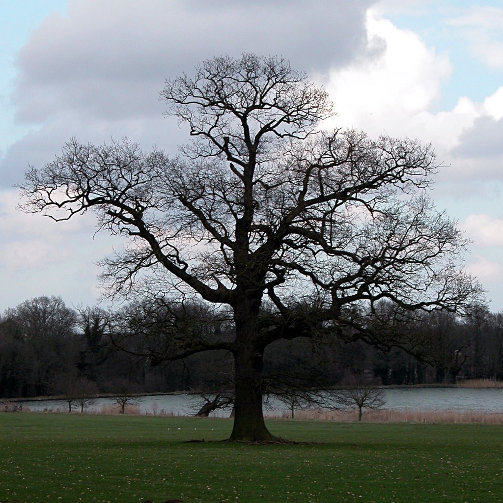 Trees in silhouette